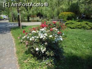 [P51] Bucuresti - Parcul Titan. Trandafiri pe Insula Artelor. » foto by iulianic
 - 
<span class="allrVoted glyphicon glyphicon-heart hidden" id="av1303926"></span>
<a class="m-l-10 hidden" id="sv1303926" onclick="voting_Foto_DelVot(,1303926,11447)" role="button">șterge vot <span class="glyphicon glyphicon-remove"></span></a>
<a id="v91303926" class=" c-red"  onclick="voting_Foto_SetVot(1303926)" role="button"><span class="glyphicon glyphicon-heart-empty"></span> <b>LIKE</b> = Votează poza</a> <img class="hidden"  id="f1303926W9" src="/imagini/loader.gif" border="0" /><span class="AjErrMes hidden" id="e1303926ErM"></span>