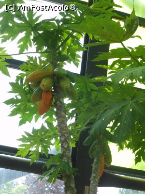 [P19] Parcul "Drumul Taberei" - &Icirc;n seră, Papaya cu fructe &icirc;n coacere. » foto by iulianic
 - 
<span class="allrVoted glyphicon glyphicon-heart hidden" id="av1311431"></span>
<a class="m-l-10 hidden" id="sv1311431" onclick="voting_Foto_DelVot(,1311431,11447)" role="button">șterge vot <span class="glyphicon glyphicon-remove"></span></a>
<a id="v91311431" class=" c-red"  onclick="voting_Foto_SetVot(1311431)" role="button"><span class="glyphicon glyphicon-heart-empty"></span> <b>LIKE</b> = Votează poza</a> <img class="hidden"  id="f1311431W9" src="/imagini/loader.gif" border="0" /><span class="AjErrMes hidden" id="e1311431ErM"></span>