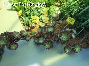 [P20] Parcul "Drumul Taberei" - &Icirc;n seră, plante suculente. » foto by iulianic
 - 
<span class="allrVoted glyphicon glyphicon-heart hidden" id="av1311432"></span>
<a class="m-l-10 hidden" id="sv1311432" onclick="voting_Foto_DelVot(,1311432,11447)" role="button">șterge vot <span class="glyphicon glyphicon-remove"></span></a>
<a id="v91311432" class=" c-red"  onclick="voting_Foto_SetVot(1311432)" role="button"><span class="glyphicon glyphicon-heart-empty"></span> <b>LIKE</b> = Votează poza</a> <img class="hidden"  id="f1311432W9" src="/imagini/loader.gif" border="0" /><span class="AjErrMes hidden" id="e1311432ErM"></span>