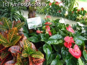 [P32] Parcul "Drumul Taberei" - &Icirc;n seră. » foto by iulianic
 - 
<span class="allrVoted glyphicon glyphicon-heart hidden" id="av1311444"></span>
<a class="m-l-10 hidden" id="sv1311444" onclick="voting_Foto_DelVot(,1311444,11447)" role="button">șterge vot <span class="glyphicon glyphicon-remove"></span></a>
<a id="v91311444" class=" c-red"  onclick="voting_Foto_SetVot(1311444)" role="button"><span class="glyphicon glyphicon-heart-empty"></span> <b>LIKE</b> = Votează poza</a> <img class="hidden"  id="f1311444W9" src="/imagini/loader.gif" border="0" /><span class="AjErrMes hidden" id="e1311444ErM"></span>