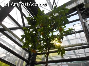 [P33] Parcul "Drumul Taberei" - &Icirc;n seră. » foto by iulianic
 - 
<span class="allrVoted glyphicon glyphicon-heart hidden" id="av1311445"></span>
<a class="m-l-10 hidden" id="sv1311445" onclick="voting_Foto_DelVot(,1311445,11447)" role="button">șterge vot <span class="glyphicon glyphicon-remove"></span></a>
<a id="v91311445" class=" c-red"  onclick="voting_Foto_SetVot(1311445)" role="button"><span class="glyphicon glyphicon-heart-empty"></span> <b>LIKE</b> = Votează poza</a> <img class="hidden"  id="f1311445W9" src="/imagini/loader.gif" border="0" /><span class="AjErrMes hidden" id="e1311445ErM"></span>