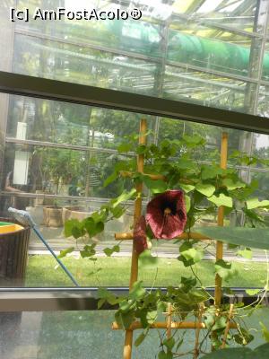 [P35] Parcul "Drumul Taberei" - &Icirc;n seră. » foto by iulianic
 - 
<span class="allrVoted glyphicon glyphicon-heart hidden" id="av1311447"></span>
<a class="m-l-10 hidden" id="sv1311447" onclick="voting_Foto_DelVot(,1311447,11447)" role="button">șterge vot <span class="glyphicon glyphicon-remove"></span></a>
<a id="v91311447" class=" c-red"  onclick="voting_Foto_SetVot(1311447)" role="button"><span class="glyphicon glyphicon-heart-empty"></span> <b>LIKE</b> = Votează poza</a> <img class="hidden"  id="f1311447W9" src="/imagini/loader.gif" border="0" /><span class="AjErrMes hidden" id="e1311447ErM"></span>