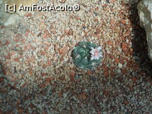 [P40] Parcul "Drumul Taberei" - &Icirc;n seră. » foto by iulianic
 - 
<span class="allrVoted glyphicon glyphicon-heart hidden" id="av1311452"></span>
<a class="m-l-10 hidden" id="sv1311452" onclick="voting_Foto_DelVot(,1311452,11447)" role="button">șterge vot <span class="glyphicon glyphicon-remove"></span></a>
<a id="v91311452" class=" c-red"  onclick="voting_Foto_SetVot(1311452)" role="button"><span class="glyphicon glyphicon-heart-empty"></span> <b>LIKE</b> = Votează poza</a> <img class="hidden"  id="f1311452W9" src="/imagini/loader.gif" border="0" /><span class="AjErrMes hidden" id="e1311452ErM"></span>