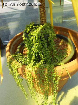 [P44] Parcul "Drumul Taberei" - &Icirc;n seră. » foto by iulianic
 - 
<span class="allrVoted glyphicon glyphicon-heart hidden" id="av1311456"></span>
<a class="m-l-10 hidden" id="sv1311456" onclick="voting_Foto_DelVot(,1311456,11447)" role="button">șterge vot <span class="glyphicon glyphicon-remove"></span></a>
<a id="v91311456" class=" c-red"  onclick="voting_Foto_SetVot(1311456)" role="button"><span class="glyphicon glyphicon-heart-empty"></span> <b>LIKE</b> = Votează poza</a> <img class="hidden"  id="f1311456W9" src="/imagini/loader.gif" border="0" /><span class="AjErrMes hidden" id="e1311456ErM"></span>