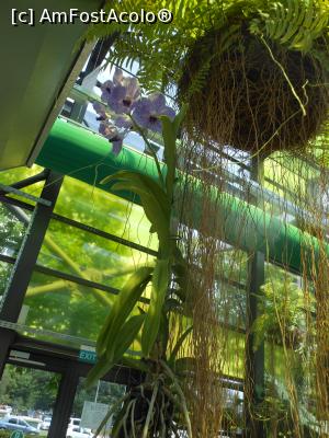 [P47] Parcul "Drumul Taberei" - &Icirc;n seră. » foto by iulianic
 - 
<span class="allrVoted glyphicon glyphicon-heart hidden" id="av1311459"></span>
<a class="m-l-10 hidden" id="sv1311459" onclick="voting_Foto_DelVot(,1311459,11447)" role="button">șterge vot <span class="glyphicon glyphicon-remove"></span></a>
<a id="v91311459" class=" c-red"  onclick="voting_Foto_SetVot(1311459)" role="button"><span class="glyphicon glyphicon-heart-empty"></span> <b>LIKE</b> = Votează poza</a> <img class="hidden"  id="f1311459W9" src="/imagini/loader.gif" border="0" /><span class="AjErrMes hidden" id="e1311459ErM"></span>