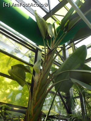 [P50] Parcul "Drumul Taberei" - &Icirc;n seră. » foto by iulianic
 - 
<span class="allrVoted glyphicon glyphicon-heart hidden" id="av1311462"></span>
<a class="m-l-10 hidden" id="sv1311462" onclick="voting_Foto_DelVot(,1311462,11447)" role="button">șterge vot <span class="glyphicon glyphicon-remove"></span></a>
<a id="v91311462" class=" c-red"  onclick="voting_Foto_SetVot(1311462)" role="button"><span class="glyphicon glyphicon-heart-empty"></span> <b>LIKE</b> = Votează poza</a> <img class="hidden"  id="f1311462W9" src="/imagini/loader.gif" border="0" /><span class="AjErrMes hidden" id="e1311462ErM"></span>