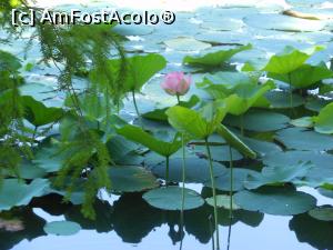 [P01] București - Parcul Circului Metropolitan. Lotusul egiptean - Nelumbo nucifera. » foto by iulianic
 - 
<span class="allrVoted glyphicon glyphicon-heart hidden" id="av1316558"></span>
<a class="m-l-10 hidden" id="sv1316558" onclick="voting_Foto_DelVot(,1316558,11447)" role="button">șterge vot <span class="glyphicon glyphicon-remove"></span></a>
<a id="v91316558" class=" c-red"  onclick="voting_Foto_SetVot(1316558)" role="button"><span class="glyphicon glyphicon-heart-empty"></span> <b>LIKE</b> = Votează poza</a> <img class="hidden"  id="f1316558W9" src="/imagini/loader.gif" border="0" /><span class="AjErrMes hidden" id="e1316558ErM"></span>