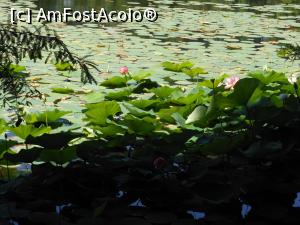 [P02] București - Parcul Circului Metropolitan. Lotusul egiptean - Nelumbo nucifera. » foto by iulianic
 - 
<span class="allrVoted glyphicon glyphicon-heart hidden" id="av1316559"></span>
<a class="m-l-10 hidden" id="sv1316559" onclick="voting_Foto_DelVot(,1316559,11447)" role="button">șterge vot <span class="glyphicon glyphicon-remove"></span></a>
<a id="v91316559" class=" c-red"  onclick="voting_Foto_SetVot(1316559)" role="button"><span class="glyphicon glyphicon-heart-empty"></span> <b>LIKE</b> = Votează poza</a> <img class="hidden"  id="f1316559W9" src="/imagini/loader.gif" border="0" /><span class="AjErrMes hidden" id="e1316559ErM"></span>