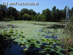 [P03] București - Parcul Circului Metropolitan. Lotusul egiptean - Nelumbo nucifera. » foto by iulianic
 - 
<span class="allrVoted glyphicon glyphicon-heart hidden" id="av1316560"></span>
<a class="m-l-10 hidden" id="sv1316560" onclick="voting_Foto_DelVot(,1316560,11447)" role="button">șterge vot <span class="glyphicon glyphicon-remove"></span></a>
<a id="v91316560" class=" c-red"  onclick="voting_Foto_SetVot(1316560)" role="button"><span class="glyphicon glyphicon-heart-empty"></span> <b>LIKE</b> = Votează poza</a> <img class="hidden"  id="f1316560W9" src="/imagini/loader.gif" border="0" /><span class="AjErrMes hidden" id="e1316560ErM"></span>