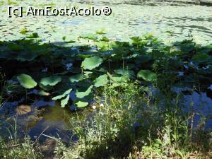 [P32] București - Parcul Circului Metropolitan. Lacul. » foto by iulianic
 - 
<span class="allrVoted glyphicon glyphicon-heart hidden" id="av1316589"></span>
<a class="m-l-10 hidden" id="sv1316589" onclick="voting_Foto_DelVot(,1316589,11447)" role="button">șterge vot <span class="glyphicon glyphicon-remove"></span></a>
<a id="v91316589" class=" c-red"  onclick="voting_Foto_SetVot(1316589)" role="button"><span class="glyphicon glyphicon-heart-empty"></span> <b>LIKE</b> = Votează poza</a> <img class="hidden"  id="f1316589W9" src="/imagini/loader.gif" border="0" /><span class="AjErrMes hidden" id="e1316589ErM"></span>