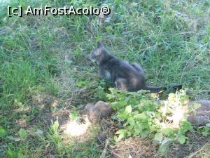 [P33] București - Parcul Circului Metropolitan. Pisica la p&acirc;ndă. » foto by iulianic
 - 
<span class="allrVoted glyphicon glyphicon-heart hidden" id="av1316590"></span>
<a class="m-l-10 hidden" id="sv1316590" onclick="voting_Foto_DelVot(,1316590,11447)" role="button">șterge vot <span class="glyphicon glyphicon-remove"></span></a>
<a id="v91316590" class=" c-red"  onclick="voting_Foto_SetVot(1316590)" role="button"><span class="glyphicon glyphicon-heart-empty"></span> <b>LIKE</b> = Votează poza</a> <img class="hidden"  id="f1316590W9" src="/imagini/loader.gif" border="0" /><span class="AjErrMes hidden" id="e1316590ErM"></span>