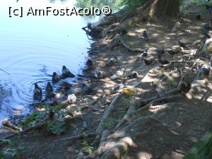 [P34] București - Parcul Circului Metropolitan. Porumbei sălbatici la scăldat. » foto by iulianic
 - 
<span class="allrVoted glyphicon glyphicon-heart hidden" id="av1316591"></span>
<a class="m-l-10 hidden" id="sv1316591" onclick="voting_Foto_DelVot(,1316591,11447)" role="button">șterge vot <span class="glyphicon glyphicon-remove"></span></a>
<a id="v91316591" class=" c-red"  onclick="voting_Foto_SetVot(1316591)" role="button"><span class="glyphicon glyphicon-heart-empty"></span> <b>LIKE</b> = Votează poza</a> <img class="hidden"  id="f1316591W9" src="/imagini/loader.gif" border="0" /><span class="AjErrMes hidden" id="e1316591ErM"></span>
