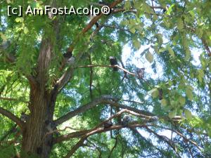 [P35] București - Parcul Circului Metropolitan. Porumbei sălbatici la umbră. » foto by iulianic
 - 
<span class="allrVoted glyphicon glyphicon-heart hidden" id="av1316592"></span>
<a class="m-l-10 hidden" id="sv1316592" onclick="voting_Foto_DelVot(,1316592,11447)" role="button">șterge vot <span class="glyphicon glyphicon-remove"></span></a>
<a id="v91316592" class=" c-red"  onclick="voting_Foto_SetVot(1316592)" role="button"><span class="glyphicon glyphicon-heart-empty"></span> <b>LIKE</b> = Votează poza</a> <img class="hidden"  id="f1316592W9" src="/imagini/loader.gif" border="0" /><span class="AjErrMes hidden" id="e1316592ErM"></span>