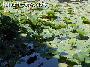 [P04] București - Parcul Circului Metropolitan. Lotusul egiptean - Nelumbo nucifera. » foto by iulianic
 - 
<span class="allrVoted glyphicon glyphicon-heart hidden" id="av1316561"></span>
<a class="m-l-10 hidden" id="sv1316561" onclick="voting_Foto_DelVot(,1316561,11447)" role="button">șterge vot <span class="glyphicon glyphicon-remove"></span></a>
<a id="v91316561" class=" c-red"  onclick="voting_Foto_SetVot(1316561)" role="button"><span class="glyphicon glyphicon-heart-empty"></span> <b>LIKE</b> = Votează poza</a> <img class="hidden"  id="f1316561W9" src="/imagini/loader.gif" border="0" /><span class="AjErrMes hidden" id="e1316561ErM"></span>