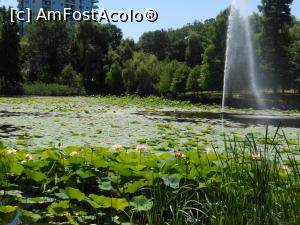 [P05] București - Parcul Circului Metropolitan. Lotusul egiptean - Nelumbo nucifera. » foto by iulianic
 - 
<span class="allrVoted glyphicon glyphicon-heart hidden" id="av1316562"></span>
<a class="m-l-10 hidden" id="sv1316562" onclick="voting_Foto_DelVot(,1316562,11447)" role="button">șterge vot <span class="glyphicon glyphicon-remove"></span></a>
<a id="v91316562" class=" c-red"  onclick="voting_Foto_SetVot(1316562)" role="button"><span class="glyphicon glyphicon-heart-empty"></span> <b>LIKE</b> = Votează poza</a> <img class="hidden"  id="f1316562W9" src="/imagini/loader.gif" border="0" /><span class="AjErrMes hidden" id="e1316562ErM"></span>