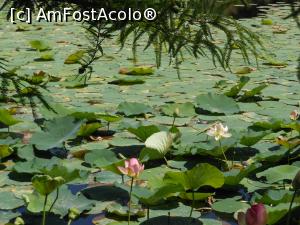 [P06] București - Parcul Circului Metropolitan. Lotusul egiptean - Nelumbo nucifera. » foto by iulianic
 - 
<span class="allrVoted glyphicon glyphicon-heart hidden" id="av1316563"></span>
<a class="m-l-10 hidden" id="sv1316563" onclick="voting_Foto_DelVot(,1316563,11447)" role="button">șterge vot <span class="glyphicon glyphicon-remove"></span></a>
<a id="v91316563" class=" c-red"  onclick="voting_Foto_SetVot(1316563)" role="button"><span class="glyphicon glyphicon-heart-empty"></span> <b>LIKE</b> = Votează poza</a> <img class="hidden"  id="f1316563W9" src="/imagini/loader.gif" border="0" /><span class="AjErrMes hidden" id="e1316563ErM"></span>