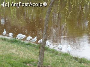 [P11] București - Parcul Morarilor. Pescăruși pe malul lacului. » foto by iulianic
 - 
<span class="allrVoted glyphicon glyphicon-heart hidden" id="av1358060"></span>
<a class="m-l-10 hidden" id="sv1358060" onclick="voting_Foto_DelVot(,1358060,11447)" role="button">șterge vot <span class="glyphicon glyphicon-remove"></span></a>
<a id="v91358060" class=" c-red"  onclick="voting_Foto_SetVot(1358060)" role="button"><span class="glyphicon glyphicon-heart-empty"></span> <b>LIKE</b> = Votează poza</a> <img class="hidden"  id="f1358060W9" src="/imagini/loader.gif" border="0" /><span class="AjErrMes hidden" id="e1358060ErM"></span>