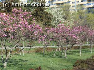 [P21] București - Magnoliile din Parcul Morarilor. » foto by iulianic
 - 
<span class="allrVoted glyphicon glyphicon-heart hidden" id="av1358070"></span>
<a class="m-l-10 hidden" id="sv1358070" onclick="voting_Foto_DelVot(,1358070,11447)" role="button">șterge vot <span class="glyphicon glyphicon-remove"></span></a>
<a id="v91358070" class=" c-red"  onclick="voting_Foto_SetVot(1358070)" role="button"><span class="glyphicon glyphicon-heart-empty"></span> <b>LIKE</b> = Votează poza</a> <img class="hidden"  id="f1358070W9" src="/imagini/loader.gif" border="0" /><span class="AjErrMes hidden" id="e1358070ErM"></span>
