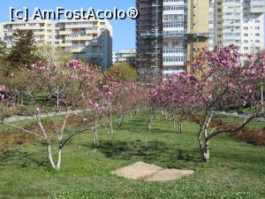 [P22] București - Magnoliile din Parcul Morarilor. » foto by iulianic
 - 
<span class="allrVoted glyphicon glyphicon-heart hidden" id="av1358071"></span>
<a class="m-l-10 hidden" id="sv1358071" onclick="voting_Foto_DelVot(,1358071,11447)" role="button">șterge vot <span class="glyphicon glyphicon-remove"></span></a>
<a id="v91358071" class=" c-red"  onclick="voting_Foto_SetVot(1358071)" role="button"><span class="glyphicon glyphicon-heart-empty"></span> <b>LIKE</b> = Votează poza</a> <img class="hidden"  id="f1358071W9" src="/imagini/loader.gif" border="0" /><span class="AjErrMes hidden" id="e1358071ErM"></span>