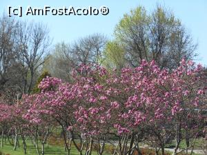 [P23] București - Magnoliile din Parcul Morarilor. » foto by iulianic
 - 
<span class="allrVoted glyphicon glyphicon-heart hidden" id="av1358072"></span>
<a class="m-l-10 hidden" id="sv1358072" onclick="voting_Foto_DelVot(,1358072,11447)" role="button">șterge vot <span class="glyphicon glyphicon-remove"></span></a>
<a id="v91358072" class=" c-red"  onclick="voting_Foto_SetVot(1358072)" role="button"><span class="glyphicon glyphicon-heart-empty"></span> <b>LIKE</b> = Votează poza</a> <img class="hidden"  id="f1358072W9" src="/imagini/loader.gif" border="0" /><span class="AjErrMes hidden" id="e1358072ErM"></span>