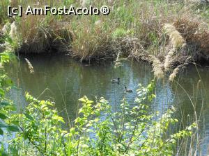 [P11] București - Parcul Sticlăriei. Peisaj lacustru. » foto by iulianic
 - 
<span class="allrVoted glyphicon glyphicon-heart hidden" id="av1362063"></span>
<a class="m-l-10 hidden" id="sv1362063" onclick="voting_Foto_DelVot(,1362063,11447)" role="button">șterge vot <span class="glyphicon glyphicon-remove"></span></a>
<a id="v91362063" class=" c-red"  onclick="voting_Foto_SetVot(1362063)" role="button"><span class="glyphicon glyphicon-heart-empty"></span> <b>LIKE</b> = Votează poza</a> <img class="hidden"  id="f1362063W9" src="/imagini/loader.gif" border="0" /><span class="AjErrMes hidden" id="e1362063ErM"></span>