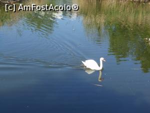 [P13] București - Parcul Sticlăriei. Eleganță și grație pe apele lacului. » foto by iulianic
 - 
<span class="allrVoted glyphicon glyphicon-heart hidden" id="av1362065"></span>
<a class="m-l-10 hidden" id="sv1362065" onclick="voting_Foto_DelVot(,1362065,11447)" role="button">șterge vot <span class="glyphicon glyphicon-remove"></span></a>
<a id="v91362065" class=" c-red"  onclick="voting_Foto_SetVot(1362065)" role="button"><span class="glyphicon glyphicon-heart-empty"></span> <b>LIKE</b> = Votează poza</a> <img class="hidden"  id="f1362065W9" src="/imagini/loader.gif" border="0" /><span class="AjErrMes hidden" id="e1362065ErM"></span>