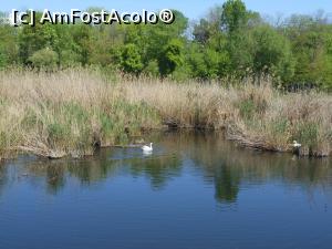 [P14] București - Parcul Sticlăriei. O pereche fericită de lebede. » foto by iulianic
 - 
<span class="allrVoted glyphicon glyphicon-heart hidden" id="av1362066"></span>
<a class="m-l-10 hidden" id="sv1362066" onclick="voting_Foto_DelVot(,1362066,11447)" role="button">șterge vot <span class="glyphicon glyphicon-remove"></span></a>
<a id="v91362066" class=" c-red"  onclick="voting_Foto_SetVot(1362066)" role="button"><span class="glyphicon glyphicon-heart-empty"></span> <b>LIKE</b> = Votează poza</a> <img class="hidden"  id="f1362066W9" src="/imagini/loader.gif" border="0" /><span class="AjErrMes hidden" id="e1362066ErM"></span>