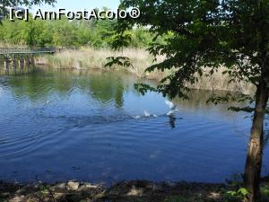 [P20] București - Parcul Sticlăriei. Intrusul este alungat. » foto by iulianic
 - 
<span class="allrVoted glyphicon glyphicon-heart hidden" id="av1362072"></span>
<a class="m-l-10 hidden" id="sv1362072" onclick="voting_Foto_DelVot(,1362072,11447)" role="button">șterge vot <span class="glyphicon glyphicon-remove"></span></a>
<a id="v91362072" class=" c-red"  onclick="voting_Foto_SetVot(1362072)" role="button"><span class="glyphicon glyphicon-heart-empty"></span> <b>LIKE</b> = Votează poza</a> <img class="hidden"  id="f1362072W9" src="/imagini/loader.gif" border="0" /><span class="AjErrMes hidden" id="e1362072ErM"></span>