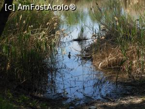 [P03] București - Parcul Sticlăriei. Peisaj lacustru. » foto by iulianic
 - 
<span class="allrVoted glyphicon glyphicon-heart hidden" id="av1362055"></span>
<a class="m-l-10 hidden" id="sv1362055" onclick="voting_Foto_DelVot(,1362055,11447)" role="button">șterge vot <span class="glyphicon glyphicon-remove"></span></a>
<a id="v91362055" class=" c-red"  onclick="voting_Foto_SetVot(1362055)" role="button"><span class="glyphicon glyphicon-heart-empty"></span> <b>LIKE</b> = Votează poza</a> <img class="hidden"  id="f1362055W9" src="/imagini/loader.gif" border="0" /><span class="AjErrMes hidden" id="e1362055ErM"></span>