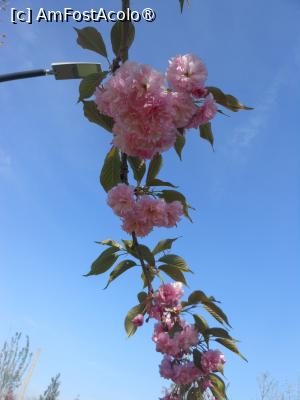 [P19] București - Parcul 'Tudor Arghezi'. Cireșii japonezi &icirc;n floare. » foto by iulianic
 - 
<span class="allrVoted glyphicon glyphicon-heart hidden" id="av1422793"></span>
<a class="m-l-10 hidden" id="sv1422793" onclick="voting_Foto_DelVot(,1422793,11447)" role="button">șterge vot <span class="glyphicon glyphicon-remove"></span></a>
<a id="v91422793" class=" c-red"  onclick="voting_Foto_SetVot(1422793)" role="button"><span class="glyphicon glyphicon-heart-empty"></span> <b>LIKE</b> = Votează poza</a> <img class="hidden"  id="f1422793W9" src="/imagini/loader.gif" border="0" /><span class="AjErrMes hidden" id="e1422793ErM"></span>