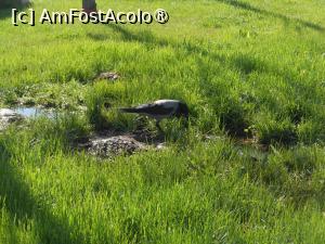 [P21] București - Parcul 'Tudor Arghezi'. Un oaspete &icirc;nsetat. » foto by iulianic
 - 
<span class="allrVoted glyphicon glyphicon-heart hidden" id="av1422795"></span>
<a class="m-l-10 hidden" id="sv1422795" onclick="voting_Foto_DelVot(,1422795,11447)" role="button">șterge vot <span class="glyphicon glyphicon-remove"></span></a>
<a id="v91422795" class=" c-red"  onclick="voting_Foto_SetVot(1422795)" role="button"><span class="glyphicon glyphicon-heart-empty"></span> <b>LIKE</b> = Votează poza</a> <img class="hidden"  id="f1422795W9" src="/imagini/loader.gif" border="0" /><span class="AjErrMes hidden" id="e1422795ErM"></span>