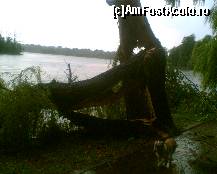 [P36] Salcie (bolnava) rupta de furtuna, alaturi de alt copac mai tanar. » foto by Dragoș_MD
 - 
<span class="allrVoted glyphicon glyphicon-heart hidden" id="av99413"></span>
<a class="m-l-10 hidden" id="sv99413" onclick="voting_Foto_DelVot(,99413,11447)" role="button">șterge vot <span class="glyphicon glyphicon-remove"></span></a>
<a id="v999413" class=" c-red"  onclick="voting_Foto_SetVot(99413)" role="button"><span class="glyphicon glyphicon-heart-empty"></span> <b>LIKE</b> = Votează poza</a> <img class="hidden"  id="f99413W9" src="/imagini/loader.gif" border="0" /><span class="AjErrMes hidden" id="e99413ErM"></span>