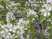 [P02] ... Prin livezi albinele/Şi-au pornit colinda
Merge, chiar dacă în imagine e o viespe!  » foto by abancor
 - 
<span class="allrVoted glyphicon glyphicon-heart hidden" id="av422201"></span>
<a class="m-l-10 hidden" id="sv422201" onclick="voting_Foto_DelVot(,422201,11447)" role="button">șterge vot <span class="glyphicon glyphicon-remove"></span></a>
<a id="v9422201" class=" c-red"  onclick="voting_Foto_SetVot(422201)" role="button"><span class="glyphicon glyphicon-heart-empty"></span> <b>LIKE</b> = Votează poza</a> <img class="hidden"  id="f422201W9" src="/imagini/loader.gif" border="0" /><span class="AjErrMes hidden" id="e422201ErM"></span>