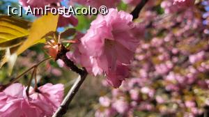 [P06] Înflorirea cireșilor din Grădina japoneză din Herastrău » foto by vlado2
 - 
<span class="allrVoted glyphicon glyphicon-heart hidden" id="av1525549"></span>
<a class="m-l-10 hidden" id="sv1525549" onclick="voting_Foto_DelVot(,1525549,11447)" role="button">șterge vot <span class="glyphicon glyphicon-remove"></span></a>
<a id="v91525549" class=" c-red"  onclick="voting_Foto_SetVot(1525549)" role="button"><span class="glyphicon glyphicon-heart-empty"></span> <b>LIKE</b> = Votează poza</a> <img class="hidden"  id="f1525549W9" src="/imagini/loader.gif" border="0" /><span class="AjErrMes hidden" id="e1525549ErM"></span>