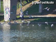 [P29]  -- <small>// FĂRĂ DESCRIERE</small> » foto by laurentiucapac
 - 
<span class="allrVoted glyphicon glyphicon-heart hidden" id="av174320"></span>
<a class="m-l-10 hidden" id="sv174320" onclick="voting_Foto_DelVot(,174320,11447)" role="button">șterge vot <span class="glyphicon glyphicon-remove"></span></a>
<a id="v9174320" class=" c-red"  onclick="voting_Foto_SetVot(174320)" role="button"><span class="glyphicon glyphicon-heart-empty"></span> <b>LIKE</b> = Votează poza</a> <img class="hidden"  id="f174320W9" src="/imagini/loader.gif" border="0" /><span class="AjErrMes hidden" id="e174320ErM"></span>