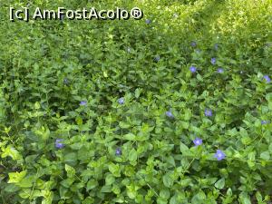 [P10] Parcul Sticlariei - natura in toata splendoarea ei » foto by mishu
 - 
<span class="allrVoted glyphicon glyphicon-heart hidden" id="av1361999"></span>
<a class="m-l-10 hidden" id="sv1361999" onclick="voting_Foto_DelVot(,1361999,11447)" role="button">șterge vot <span class="glyphicon glyphicon-remove"></span></a>
<a id="v91361999" class=" c-red"  onclick="voting_Foto_SetVot(1361999)" role="button"><span class="glyphicon glyphicon-heart-empty"></span> <b>LIKE</b> = Votează poza</a> <img class="hidden"  id="f1361999W9" src="/imagini/loader.gif" border="0" /><span class="AjErrMes hidden" id="e1361999ErM"></span>