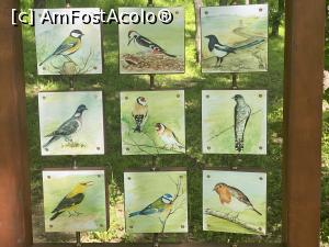 [P20] Parcul Sticlariei - pasarile ce pot fi vazute pe aici » foto by mishu
 - 
<span class="allrVoted glyphicon glyphicon-heart hidden" id="av1362009"></span>
<a class="m-l-10 hidden" id="sv1362009" onclick="voting_Foto_DelVot(,1362009,11447)" role="button">șterge vot <span class="glyphicon glyphicon-remove"></span></a>
<a id="v91362009" class=" c-red"  onclick="voting_Foto_SetVot(1362009)" role="button"><span class="glyphicon glyphicon-heart-empty"></span> <b>LIKE</b> = Votează poza</a> <img class="hidden"  id="f1362009W9" src="/imagini/loader.gif" border="0" /><span class="AjErrMes hidden" id="e1362009ErM"></span>