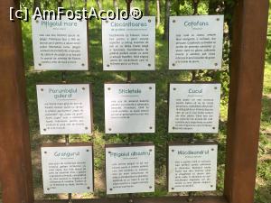 [P21] Parcul Sticlariei - si numele lor » foto by mishu
 - 
<span class="allrVoted glyphicon glyphicon-heart hidden" id="av1362010"></span>
<a class="m-l-10 hidden" id="sv1362010" onclick="voting_Foto_DelVot(,1362010,11447)" role="button">șterge vot <span class="glyphicon glyphicon-remove"></span></a>
<a id="v91362010" class=" c-red"  onclick="voting_Foto_SetVot(1362010)" role="button"><span class="glyphicon glyphicon-heart-empty"></span> <b>LIKE</b> = Votează poza</a> <img class="hidden"  id="f1362010W9" src="/imagini/loader.gif" border="0" /><span class="AjErrMes hidden" id="e1362010ErM"></span>