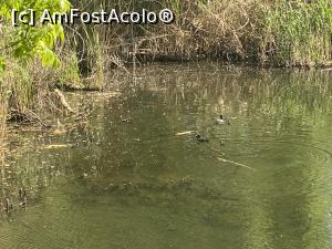 [P28] Parcul Sticlariei - natura in toata splendoarea ei » foto by mishu
 - 
<span class="allrVoted glyphicon glyphicon-heart hidden" id="av1362017"></span>
<a class="m-l-10 hidden" id="sv1362017" onclick="voting_Foto_DelVot(,1362017,11447)" role="button">șterge vot <span class="glyphicon glyphicon-remove"></span></a>
<a id="v91362017" class=" c-red"  onclick="voting_Foto_SetVot(1362017)" role="button"><span class="glyphicon glyphicon-heart-empty"></span> <b>LIKE</b> = Votează poza</a> <img class="hidden"  id="f1362017W9" src="/imagini/loader.gif" border="0" /><span class="AjErrMes hidden" id="e1362017ErM"></span>