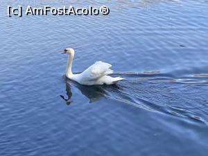 [P39] Parcul Sticlariei - lebada sau lebadoiul :)), stapan pe lac » foto by mishu
 - 
<span class="allrVoted glyphicon glyphicon-heart hidden" id="av1362028"></span>
<a class="m-l-10 hidden" id="sv1362028" onclick="voting_Foto_DelVot(,1362028,11447)" role="button">șterge vot <span class="glyphicon glyphicon-remove"></span></a>
<a id="v91362028" class=" c-red"  onclick="voting_Foto_SetVot(1362028)" role="button"><span class="glyphicon glyphicon-heart-empty"></span> <b>LIKE</b> = Votează poza</a> <img class="hidden"  id="f1362028W9" src="/imagini/loader.gif" border="0" /><span class="AjErrMes hidden" id="e1362028ErM"></span>