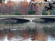 [P11] Lacul si podul pe sub care imi placea sa ma plimb. » foto by ninaa
 - 
<span class="allrVoted glyphicon glyphicon-heart hidden" id="av158575"></span>
<a class="m-l-10 hidden" id="sv158575" onclick="voting_Foto_DelVot(,158575,11447)" role="button">șterge vot <span class="glyphicon glyphicon-remove"></span></a>
<a id="v9158575" class=" c-red"  onclick="voting_Foto_SetVot(158575)" role="button"><span class="glyphicon glyphicon-heart-empty"></span> <b>LIKE</b> = Votează poza</a> <img class="hidden"  id="f158575W9" src="/imagini/loader.gif" border="0" /><span class="AjErrMes hidden" id="e158575ErM"></span>