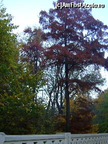 [P24] Betia de culori a frunzelor. » foto by ninaa
 - 
<span class="allrVoted glyphicon glyphicon-heart hidden" id="av158590"></span>
<a class="m-l-10 hidden" id="sv158590" onclick="voting_Foto_DelVot(,158590,11447)" role="button">șterge vot <span class="glyphicon glyphicon-remove"></span></a>
<a id="v9158590" class=" c-red"  onclick="voting_Foto_SetVot(158590)" role="button"><span class="glyphicon glyphicon-heart-empty"></span> <b>LIKE</b> = Votează poza</a> <img class="hidden"  id="f158590W9" src="/imagini/loader.gif" border="0" /><span class="AjErrMes hidden" id="e158590ErM"></span>