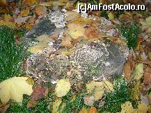 [P27] Ciuperci in parc. » foto by ninaa
 - 
<span class="allrVoted glyphicon glyphicon-heart hidden" id="av158594"></span>
<a class="m-l-10 hidden" id="sv158594" onclick="voting_Foto_DelVot(,158594,11447)" role="button">șterge vot <span class="glyphicon glyphicon-remove"></span></a>
<a id="v9158594" class=" c-red"  onclick="voting_Foto_SetVot(158594)" role="button"><span class="glyphicon glyphicon-heart-empty"></span> <b>LIKE</b> = Votează poza</a> <img class="hidden"  id="f158594W9" src="/imagini/loader.gif" border="0" /><span class="AjErrMes hidden" id="e158594ErM"></span>