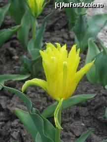 [P29] o celebra lalea...galbena in mijlocul rondului din parc. » foto by sandu.53
 - 
<span class="allrVoted glyphicon glyphicon-heart hidden" id="av133011"></span>
<a class="m-l-10 hidden" id="sv133011" onclick="voting_Foto_DelVot(,133011,11447)" role="button">șterge vot <span class="glyphicon glyphicon-remove"></span></a>
<a id="v9133011" class=" c-red"  onclick="voting_Foto_SetVot(133011)" role="button"><span class="glyphicon glyphicon-heart-empty"></span> <b>LIKE</b> = Votează poza</a> <img class="hidden"  id="f133011W9" src="/imagini/loader.gif" border="0" /><span class="AjErrMes hidden" id="e133011ErM"></span>