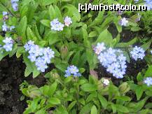 [P30] floricele vesele in culoarea bleu a primaverii. » foto by sandu.53
 - 
<span class="allrVoted glyphicon glyphicon-heart hidden" id="av133012"></span>
<a class="m-l-10 hidden" id="sv133012" onclick="voting_Foto_DelVot(,133012,11447)" role="button">șterge vot <span class="glyphicon glyphicon-remove"></span></a>
<a id="v9133012" class=" c-red"  onclick="voting_Foto_SetVot(133012)" role="button"><span class="glyphicon glyphicon-heart-empty"></span> <b>LIKE</b> = Votează poza</a> <img class="hidden"  id="f133012W9" src="/imagini/loader.gif" border="0" /><span class="AjErrMes hidden" id="e133012ErM"></span>