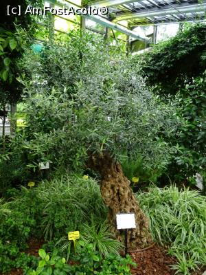 [P12] Măslinul secular. » foto by tata123 🔱
 - 
<span class="allrVoted glyphicon glyphicon-heart hidden" id="av1303756"></span>
<a class="m-l-10 hidden" id="sv1303756" onclick="voting_Foto_DelVot(,1303756,11447)" role="button">șterge vot <span class="glyphicon glyphicon-remove"></span></a>
<a id="v91303756" class=" c-red"  onclick="voting_Foto_SetVot(1303756)" role="button"><span class="glyphicon glyphicon-heart-empty"></span> <b>LIKE</b> = Votează poza</a> <img class="hidden"  id="f1303756W9" src="/imagini/loader.gif" border="0" /><span class="AjErrMes hidden" id="e1303756ErM"></span>