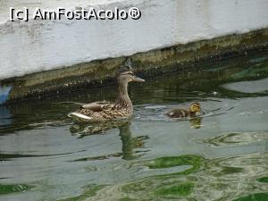 [P20] O rățușcă stă pe lac... » foto by tata123 🔱
 - 
<span class="allrVoted glyphicon glyphicon-heart hidden" id="av1303764"></span>
<a class="m-l-10 hidden" id="sv1303764" onclick="voting_Foto_DelVot(,1303764,11447)" role="button">șterge vot <span class="glyphicon glyphicon-remove"></span></a>
<a id="v91303764" class=" c-red"  onclick="voting_Foto_SetVot(1303764)" role="button"><span class="glyphicon glyphicon-heart-empty"></span> <b>LIKE</b> = Votează poza</a> <img class="hidden"  id="f1303764W9" src="/imagini/loader.gif" border="0" /><span class="AjErrMes hidden" id="e1303764ErM"></span>
