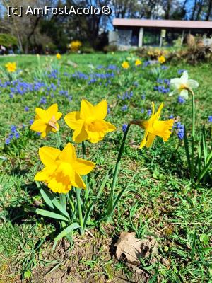 [P10] Prin Herăstrău, primăvara.... » foto by tata123 🔱
 - 
<span class="allrVoted glyphicon glyphicon-heart hidden" id="av1358746"></span>
<a class="m-l-10 hidden" id="sv1358746" onclick="voting_Foto_DelVot(,1358746,11447)" role="button">șterge vot <span class="glyphicon glyphicon-remove"></span></a>
<a id="v91358746" class=" c-red"  onclick="voting_Foto_SetVot(1358746)" role="button"><span class="glyphicon glyphicon-heart-empty"></span> <b>LIKE</b> = Votează poza</a> <img class="hidden"  id="f1358746W9" src="/imagini/loader.gif" border="0" /><span class="AjErrMes hidden" id="e1358746ErM"></span>