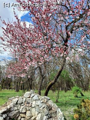 [P11] Prin Herăstrău, primăvara.... » foto by tata123 🔱
 - 
<span class="allrVoted glyphicon glyphicon-heart hidden" id="av1358747"></span>
<a class="m-l-10 hidden" id="sv1358747" onclick="voting_Foto_DelVot(,1358747,11447)" role="button">șterge vot <span class="glyphicon glyphicon-remove"></span></a>
<a id="v91358747" class=" c-red"  onclick="voting_Foto_SetVot(1358747)" role="button"><span class="glyphicon glyphicon-heart-empty"></span> <b>LIKE</b> = Votează poza</a> <img class="hidden"  id="f1358747W9" src="/imagini/loader.gif" border="0" /><span class="AjErrMes hidden" id="e1358747ErM"></span>