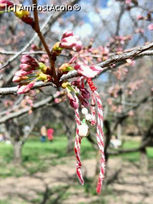 [P12] Cireșii japonezi și mărțișorul rom&acirc;nesc. » foto by tata123 🔱
 - 
<span class="allrVoted glyphicon glyphicon-heart hidden" id="av1358748"></span>
<a class="m-l-10 hidden" id="sv1358748" onclick="voting_Foto_DelVot(,1358748,11447)" role="button">șterge vot <span class="glyphicon glyphicon-remove"></span></a>
<a id="v91358748" class=" c-red"  onclick="voting_Foto_SetVot(1358748)" role="button"><span class="glyphicon glyphicon-heart-empty"></span> <b>LIKE</b> = Votează poza</a> <img class="hidden"  id="f1358748W9" src="/imagini/loader.gif" border="0" /><span class="AjErrMes hidden" id="e1358748ErM"></span>